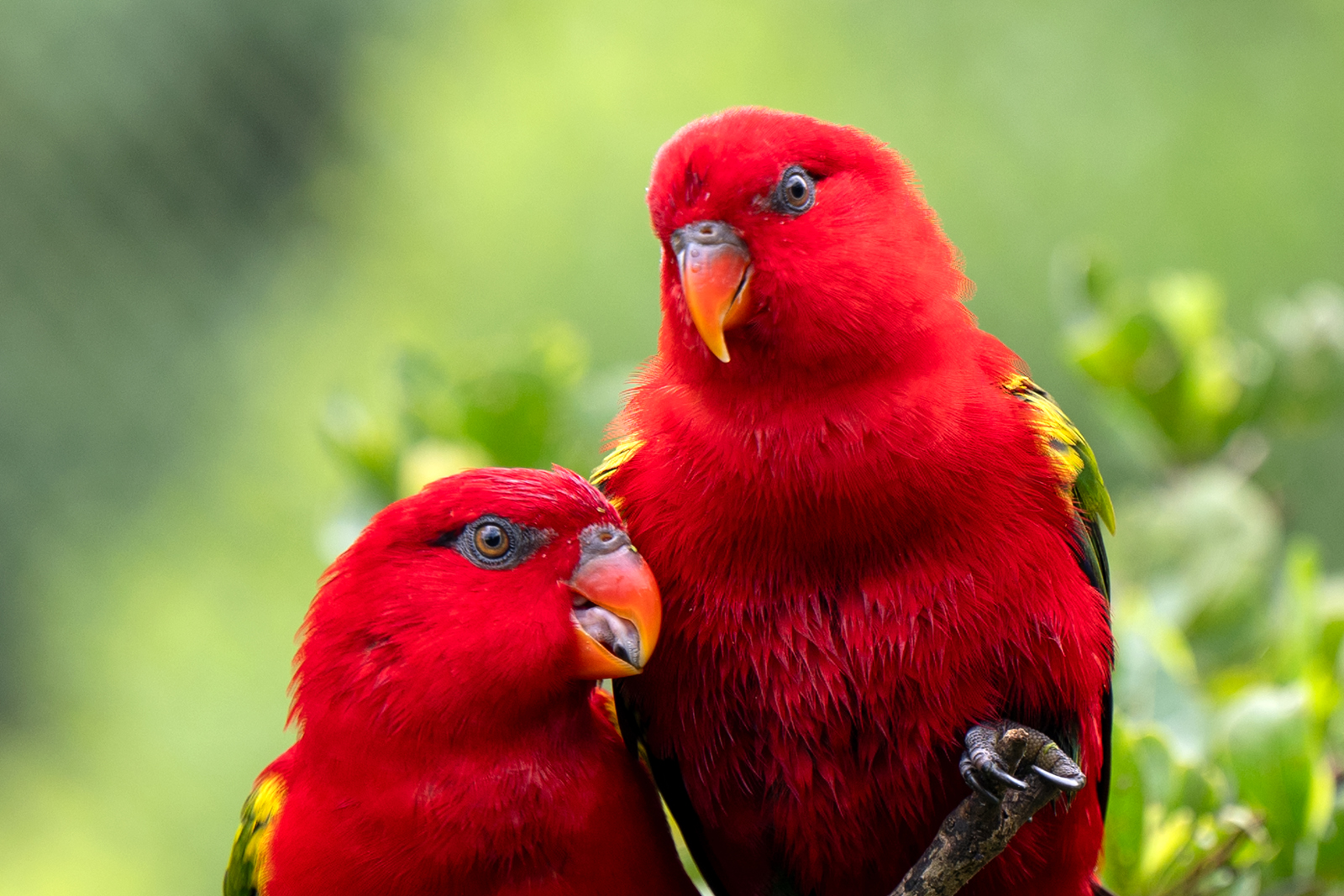 Nature 1
